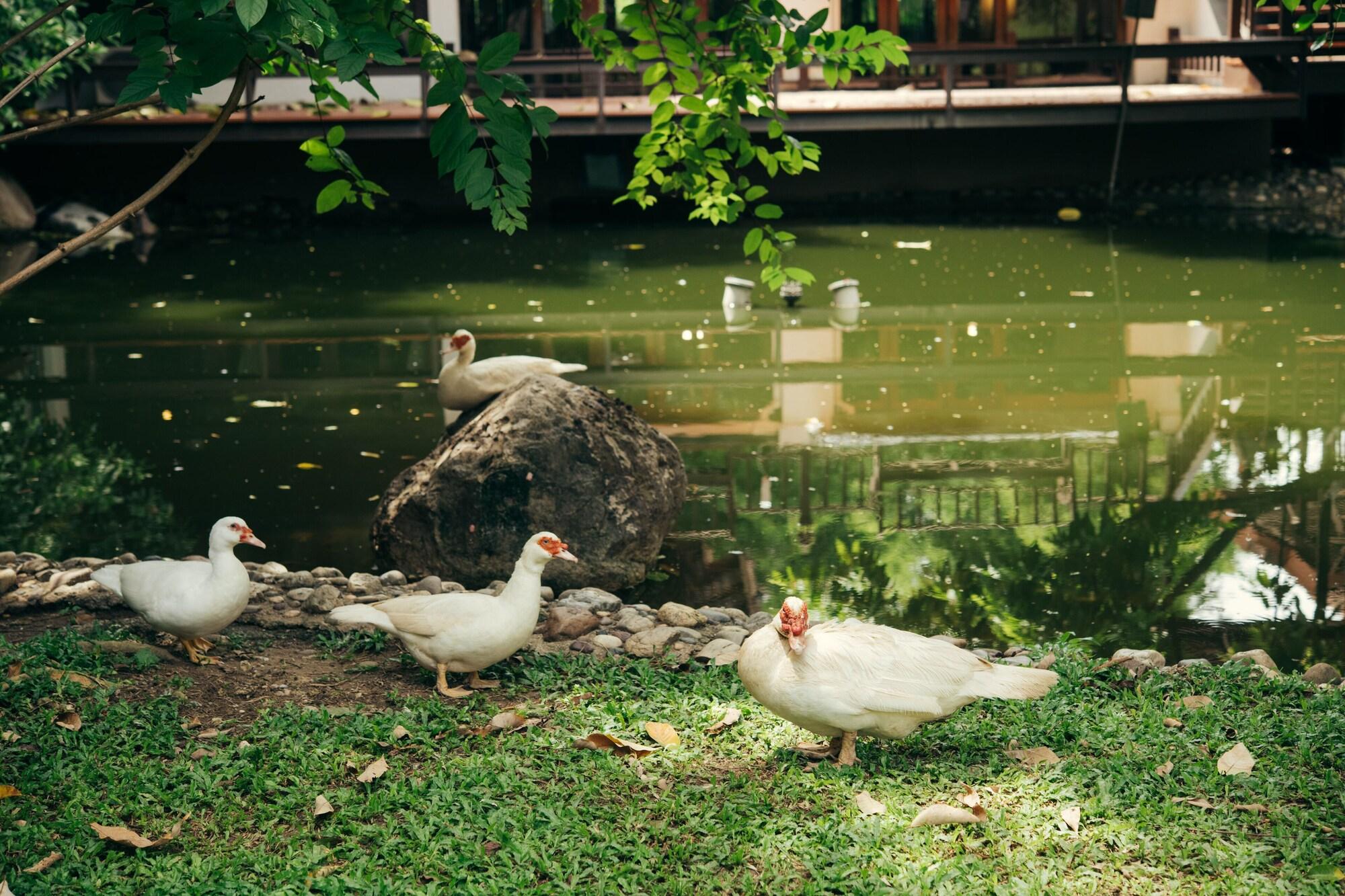 Chompor Lanna Hotel Chiang Mai Eksteriør bilde